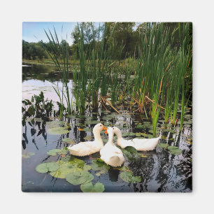 Klassische weiße Enten auf einem schönen See Magnet