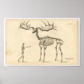Klassische Zoologische Ätzung - Alte Elche und Men Poster (Vorne)