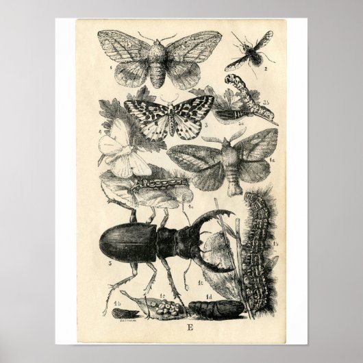 Klassische Zoologische Ätzung - Insekten Poster (Vorne)