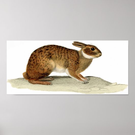 Klassische Zoologische Ätzung - Kaninchen Poster (Vorne)