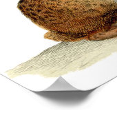 Klassische Zoologische Ätzung - Kaninchen Poster (Ecke)