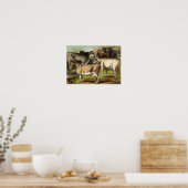 Klassische zoologische Ätzung - Kühe Poster (Küche)