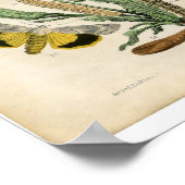 Klassische zoologische Ätzung - Motten Poster (Ecke)