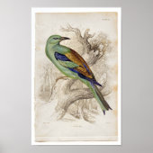 Klassische zoologische Ätzung - Roller Poster (Vorne)