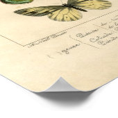 Klassische Zoologische Ätzung - Schmetterlinge Poster (Ecke)