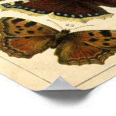 Klassische Zoologische Ätzung - Schmetterlinge Poster (Ecke)