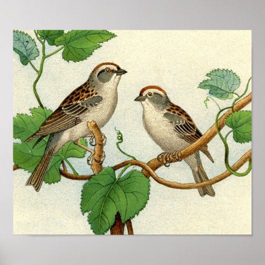 Klassische zoologische Ätzung - Sparrow Poster (Vorne)