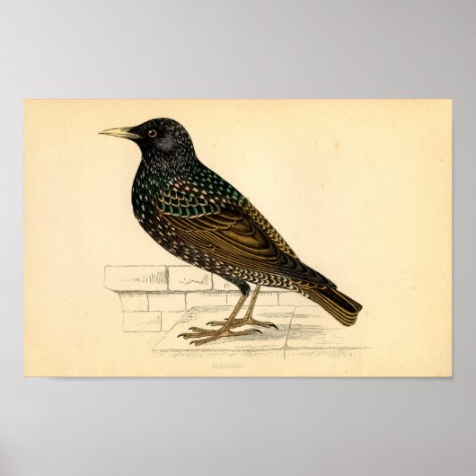 Klassische zoologische Ätzung - Starling Poster (Vorne)