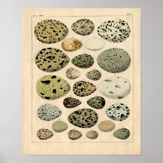 Klassische zoologische Ätzung - Vogeleier Poster (Vorne)