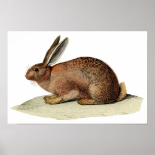 Klassische zoologische Radierung - Kaninchen Poster
