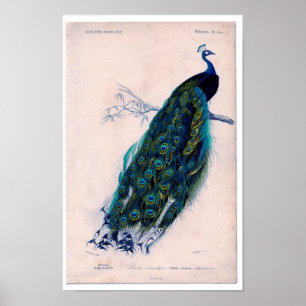 Klassische zoologische Radierung - Pfau Poster