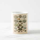 Klassische zoologische Radierung - Vogel-Eier Kaffeetasse (Mittel)