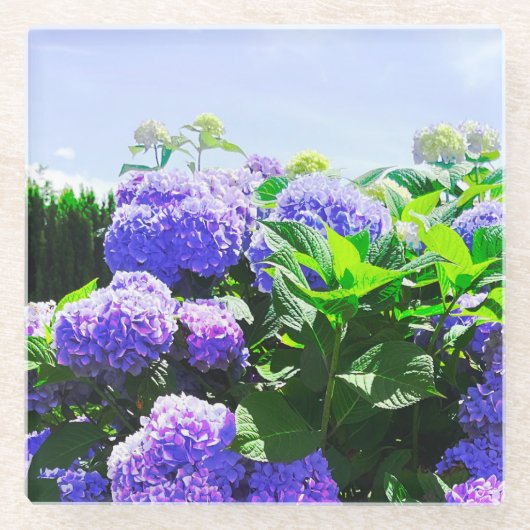 Klassischer Lila-realistischer Hydrangea-Untersetz Glasuntersetzer (Vorderseite)