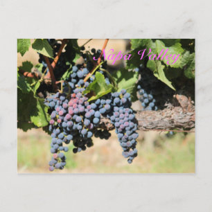 Klassischer Napa-Tal Kalifornien Weinberg Postkarte