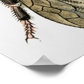 Klassischer Zoologischer Ätzungsprozess einer Bien Poster (Ecke)