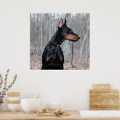 Klassisches Doberman-Bild Poster (Küche)