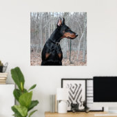Klassisches Doberman-Bild Poster (Heimbüro)