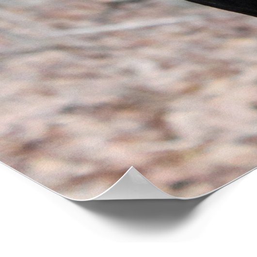 Klassisches Doberman-Bild Poster (Ecke)