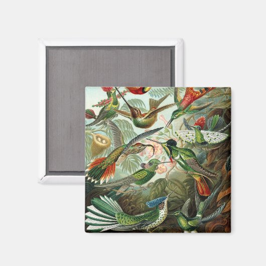 Klassisches Gemälde von Kolibri Magnet (Vorderseite/Rückseite)