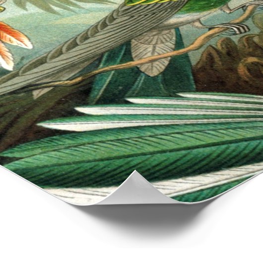 Klassisches Gemälde von Kolibri Poster (Ecke)