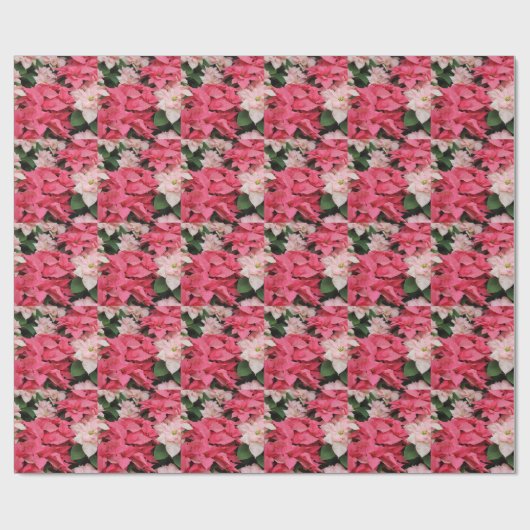 Klassisches Pink- und Rot-Poinsettienwackelpapier Geschenkpapier (Flach)