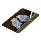 Klatsch-Budgies Magnet (Linke Seite)