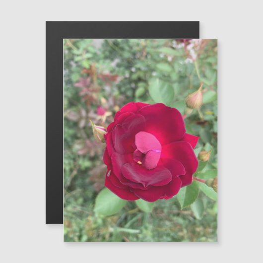 Klatsch-Rose Magnetkarte (Vorne/Hinten)