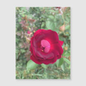 Klatsch-Rose Magnetkarte (Vorderseite)