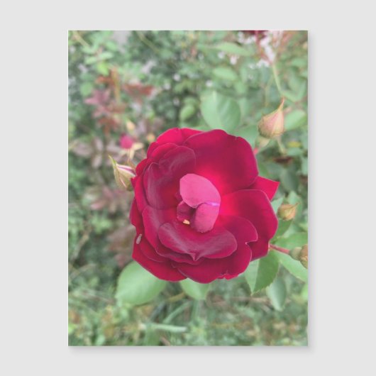 Klatsch-Rose Magnetkarte (Vorderseite)