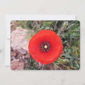 Klatschmohn Feiertagskarte (Vorderseite)