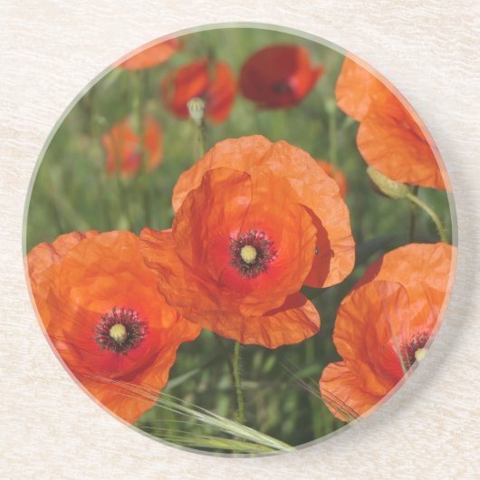 Klatschmohn Getränkeuntersetzer (Vorne)