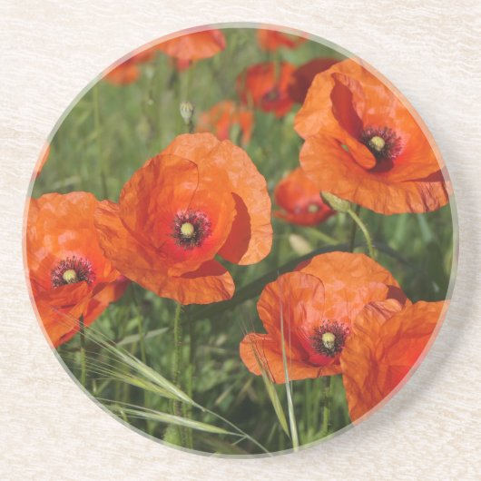 Klatschmohn getränkeuntersetzer (Vorne)