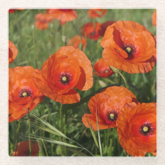 Klatschmohn glasuntersetzer (Vorderseite)