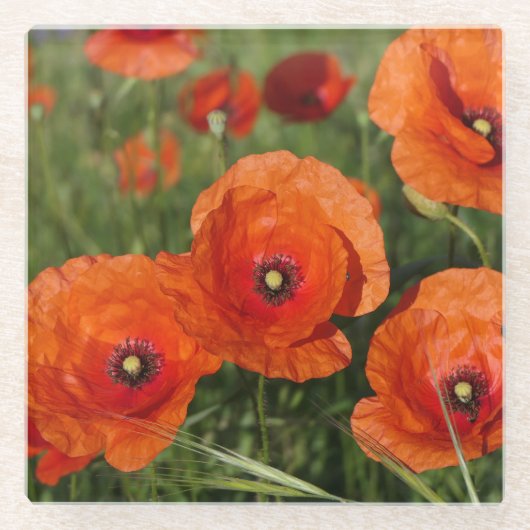 Klatschmohn glasuntersetzer (Vorderseite)