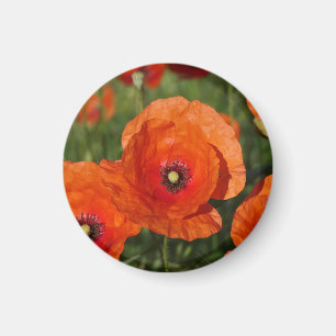 Klatschmohn magnet