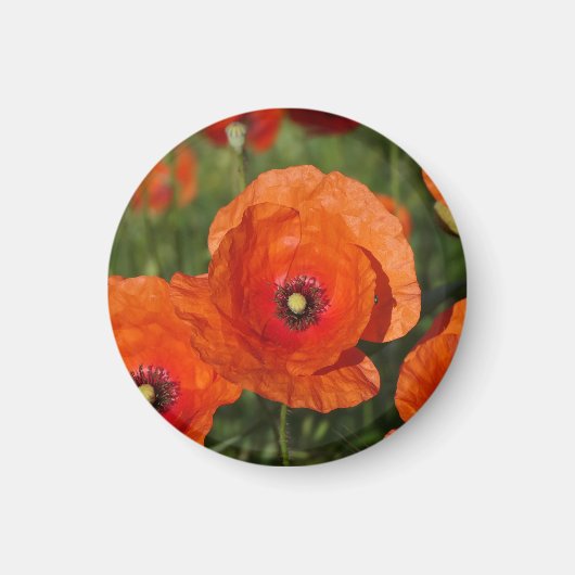 Klatschmohn magnet (Vorne)