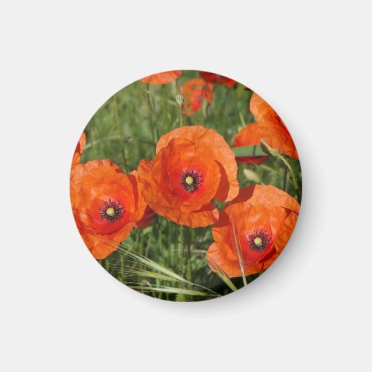 Klatschmohn Magnet (Vorne)