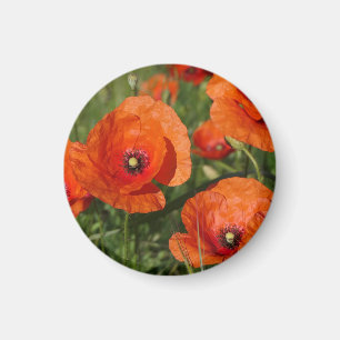Klatschmohn magnet