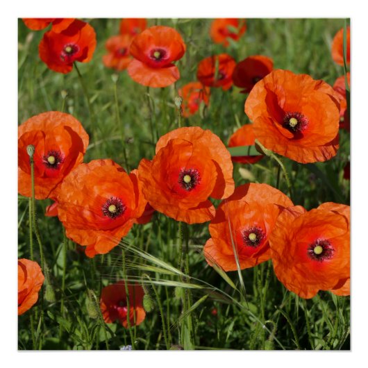 Klatschmohn poster (Vorderseite)