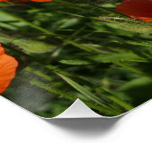 Klatschmohn poster (Ecke)