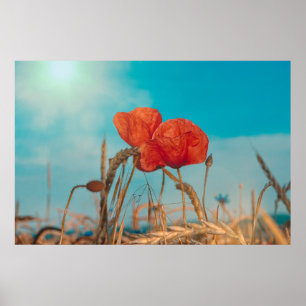 Klatschmohn  - poster