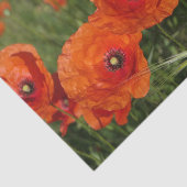 Klatschmohn Seidenpapier (Ausschnitt)