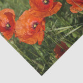 Klatschmohn Seidenpapier (Ausschnitt)