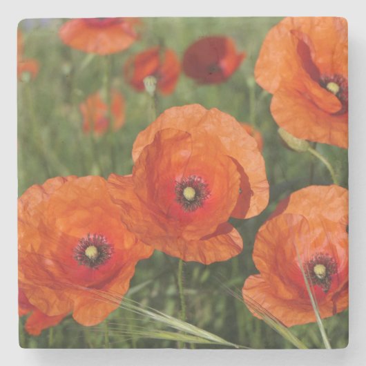 Klatschmohn steinuntersetzer (Vorderseite)