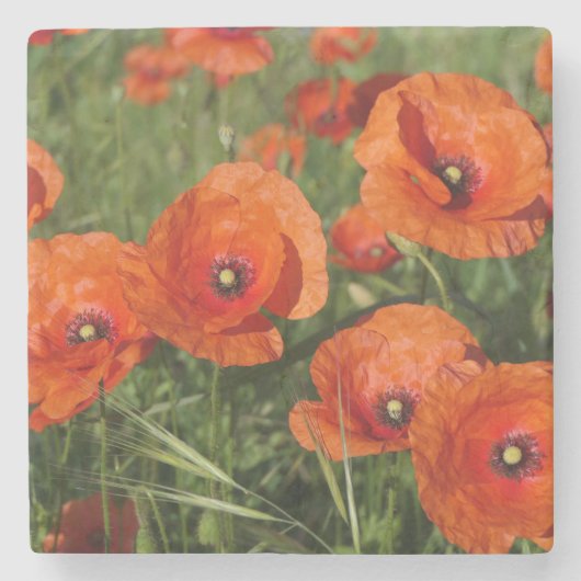 Klatschmohn steinuntersetzer (Vorderseite)