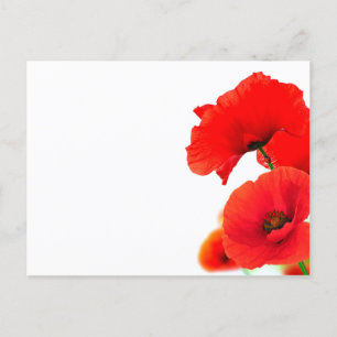 Klatschmohnblumen auf weißem Grund im Frühjahr Feiertagspostkarte
