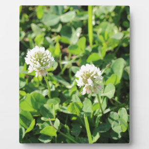 Kleben und Blume Fotoplatte