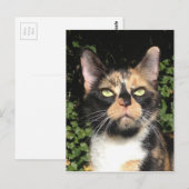 Kleber des Calico Postkarte (Vorne/Hinten)