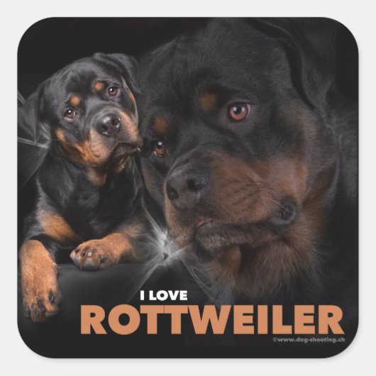 Kleber - Rottweiler Quadratischer Aufkleber (Vorderseite)