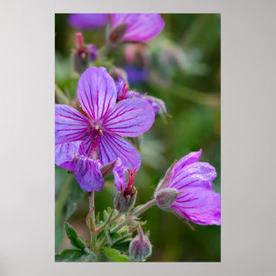 Klebrige Storchschnabel-Wildblumen Poster